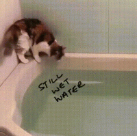 daily-morning-awesomeness-1.gif