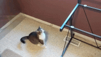 daily-morning-awesomeness-35-photos-52.gif