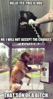 6d883c6822ab2f2ba39e53c92ea139ee--so-funny-funny-dogs.jpg