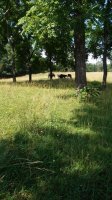 20180624_154951.jpg
