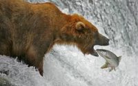 bear fishing.jpg