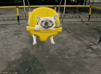 the-animal-kingdom-is-full-of-wondrous-lols-6.gif
