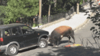 tumblr_otkqp7SC911s7km96o2_400.gif