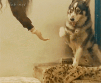 17-jealous-pets.gif