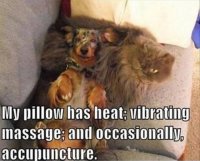 My-pillow-has-heat---dog-and-cat-memes.jpg