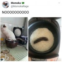 catpewp.jpg