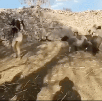 what-could-possibly-go-wrong-19-gifs-12.gif