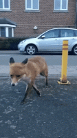 what-could-possibly-go-wrong-19-gifs-19.gif