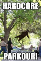 d033b340fc4497cc25196beaff790d62--cool-recipes-black-bear.jpg