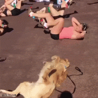 lfh2cddHRGu5lBYrk9kB_dog works out with women.gif