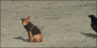 you-laugh-you-lose-simple-31-photos-25.gif