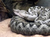 snake.jpg