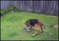 A+boy+a+dog+and+a+shovel_14c0f0_5486939.gif