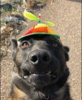 Doggo.jpg