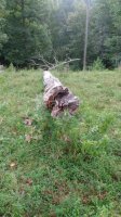 20180821_112239.jpg