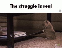 all-aboard-the-struggle-bus-27-photos-25.gif