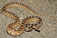 35866425-snake-image.jpg