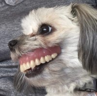 stolen-owner-dentures-monster-dog-maggie-5b8d17f9a4bfe__700.jpg