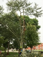 Tree Removal 001.JPG