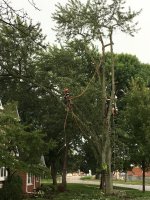 Tree Removal 004.JPG