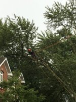 Tree Removal 005.JPG