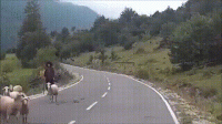 tumblr_opgrw0NwjX1uuyy36o1_500.gif