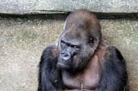 grumpy gorilla.jpg