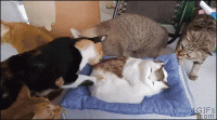 startled-cats-peel-out.gif