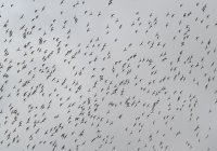 web 5. A sky full of black tailed godwits.jpg