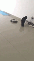 2A0CE149-91E4-4459-B5F3-6BD9676C527F.gif