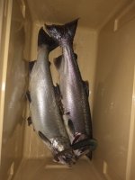 IMG_20180926_203304182.jpg