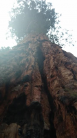 Giant Forest Sequoia2016.png