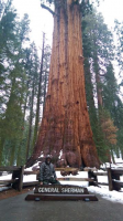 GiantforestsequoiaSherman2016.png
