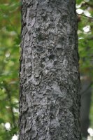 tree bark.jpg