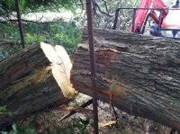 Hedge log.JPG