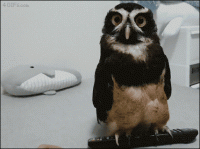 01-funny-gif-321-owl-remote-control-confused-reaction.gif