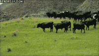 878EF801-B9B0-48D4-B3F9-E1E5EB15E6E6.gif