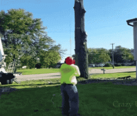 trees-bite-back-20-gifs-12.gif