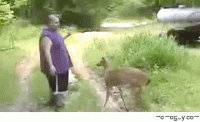 wild-animal-attack-124175.gif