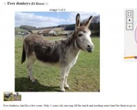 donkey.JPG