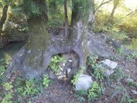 Tree and Rock.jpg