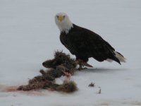 Eagle eating coyote FEB 2012 (10).JPG