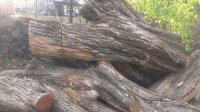 Osage Orange Huntsville.jpg