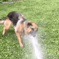 651d8254c9498a1afa4c6b26c5478393_w200.gif