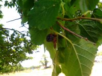 IMG_20180630_135726.jpg