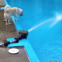 Dog-Attacks-the-Water-Hose.gif