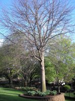Pin Oak Tree1.JPG