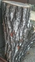 Strange wood 2.jpg