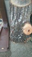 Strange wood.jpg