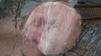 big ed oak ebd grain.jpg